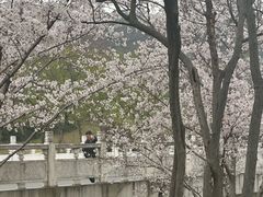 -羊山湖公园