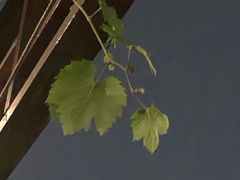 -普朗姆生蚝吧(原建国路店)