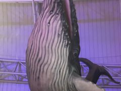 -烟台海昌鲸鲨海洋公园