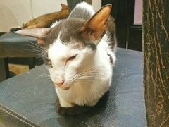 -猫色咖啡·猫咖