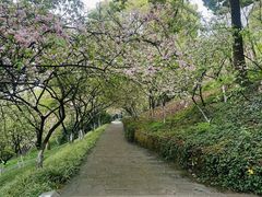 -南山植物园