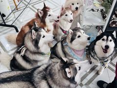 -星多哈·狗咖·拼豆·咖啡