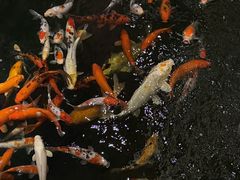 -龙悦湾酒家·八阵鱼生·渔人码头店