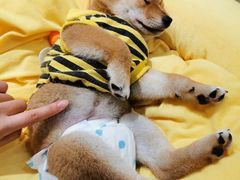 -逗柴咖啡屋·狗咖猫咖宠物桌游