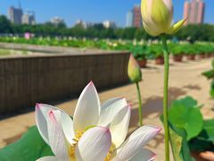 -莲花池公园