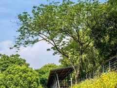 -西湖风景区-江洋畈生态公园