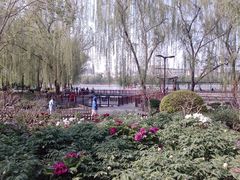 -莲花池公园