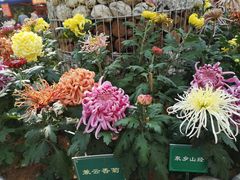 -富乐山