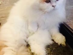 -猫咪博物馆(顶澳仔猫街店)