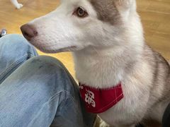 -Husky Go! 哈士奇体验馆·宠物咖啡厅狗咖