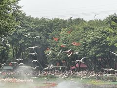 -广州长隆飞鸟乐园