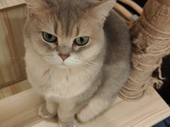 -逗柴咖啡屋·狗咖猫咖宠物桌游