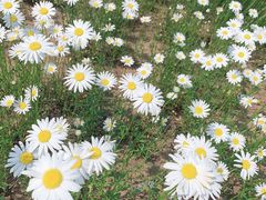 -羊亭河湿地公园