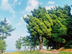 -小麦岛公园