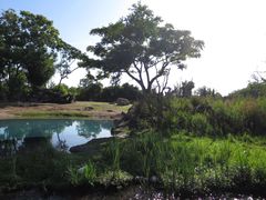 -奥兰多迪士尼动物王国乐园