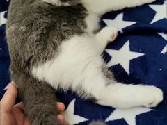 -喵汪萌宠屋旗舰店.洗澡美容.猫狗基地