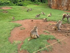 -海南热带野生动植物园