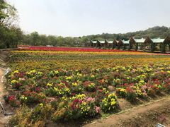 -丹樱生态园