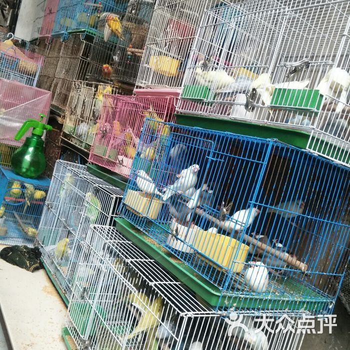 南禅寺鱼鸟宠物市场图片