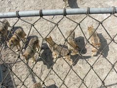 -西霞口神雕山野生动物世界