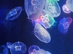 -海合安成都极地海洋公园