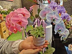 -豆豆花艺(新光天地店)