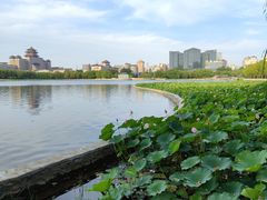 -莲花池公园