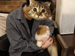 -more than meow吴止猫主题餐厅(承德 中船汇店)