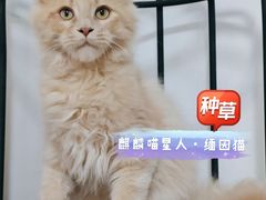 -70cat德文卷毛猫·缅因猫纯种猫舍