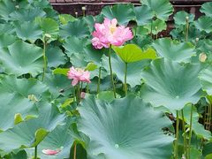 -沐仙湖湿地公园
