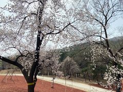 -北京西山国家森林公园