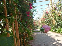 -三圣花乡旅游区