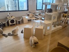 -有喵·猫咖·狗咖·30几只猫10只小狗(岗厦店)