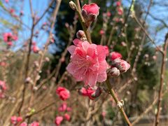 -桃花涧