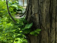 -国家植物园南园