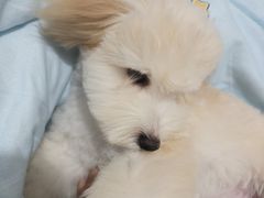 -帕帕拉兹宠物(亚洲旗舰店)