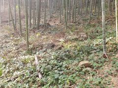 -东明山森林公园