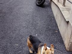 -达爱动物医院·犬猫分区·CT·复杂眼科(远洋山水分院)