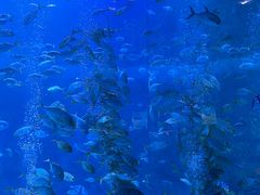 -海合安青岛极地海洋公园
