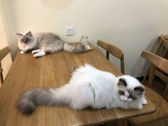 -滚猫咖啡·猫咖·猫友好撸猫(未来城店)