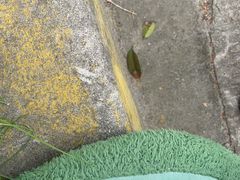 -上海江杨农产品批发市场蔬菜交易二区