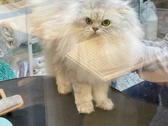 -momokira米努特·德文卷毛猫·棉花面纱犬