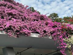 -深圳仙湖植物园