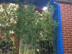 -胖姐活羊烧烤家乡菜(刘家桥店)