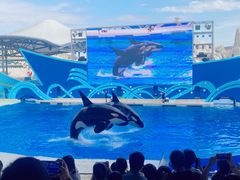 -上海海昌海洋公园