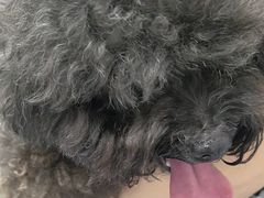 -宠物星动物医院·眼科·异宠·猫科(江南大道总院)