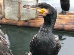 -楠溪江风景名胜区