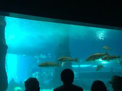 -北戴河圣蓝海洋公园