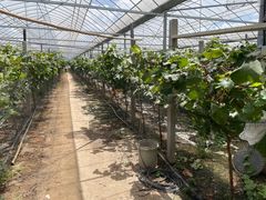 -马陆小张葡萄园农家乐