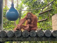 -广州长隆野生动物世界